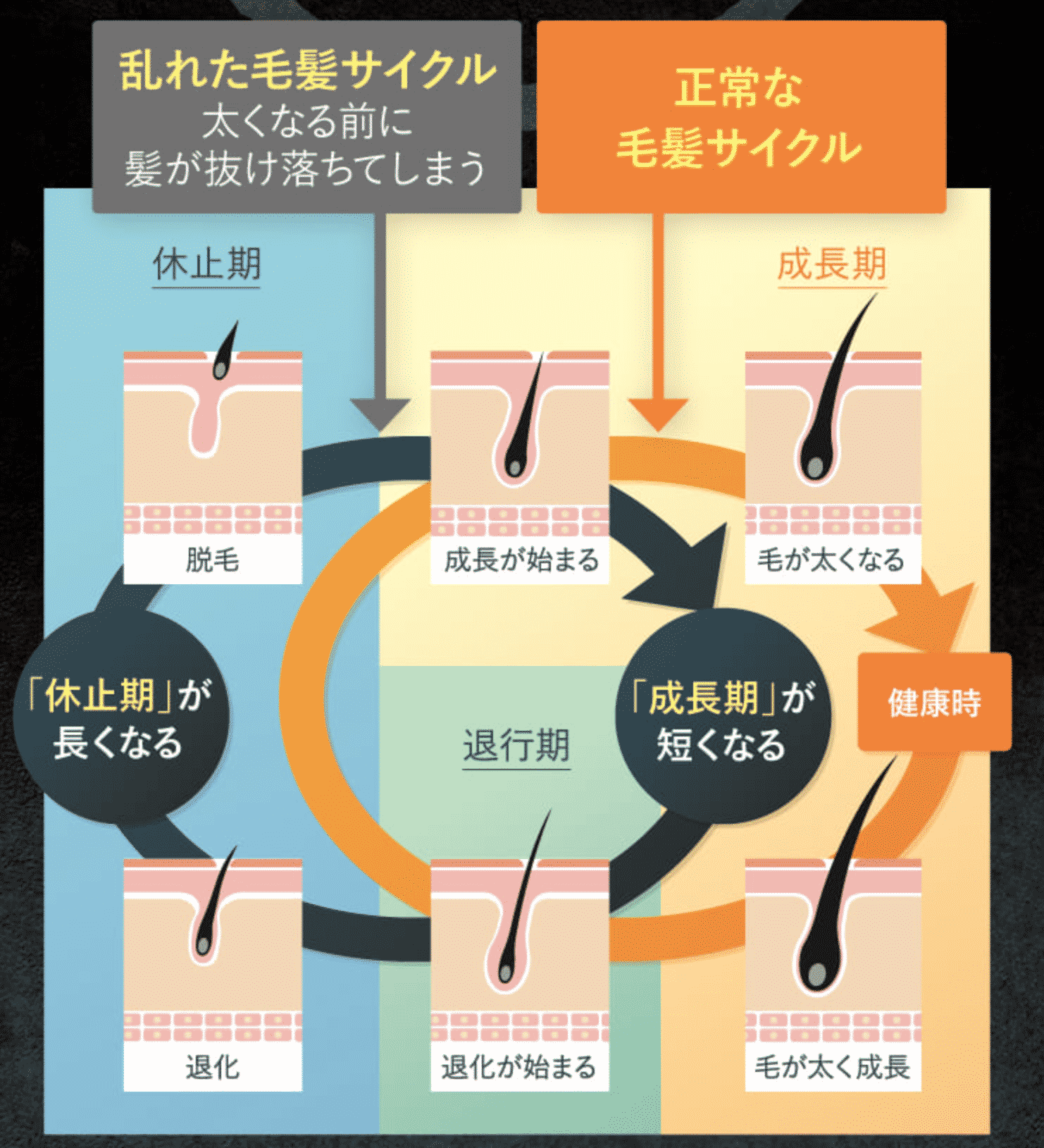 毛髪サイクル