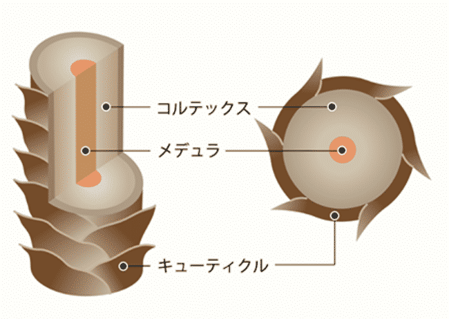 ヘアーグローシャンプー